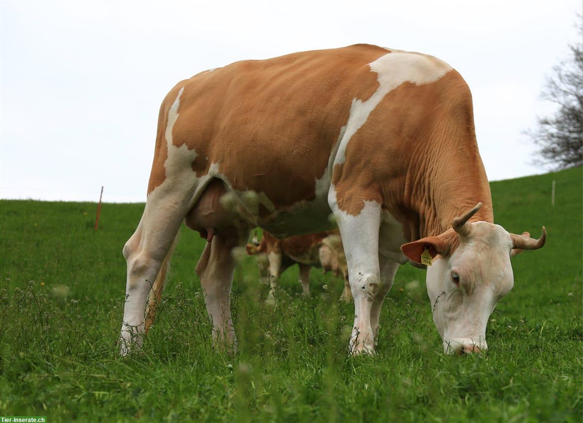 Bild 2: Hochträchtige Kuh zu verkaufen, grossrahmig, Code 60