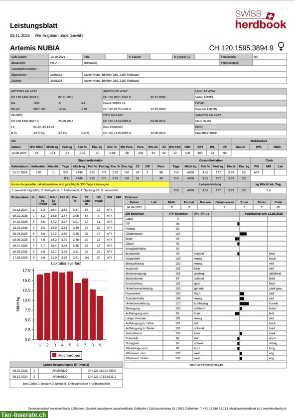 Bild 3: Hochträchtige Kuh zu verkaufen, grossrahmig, Code 60
