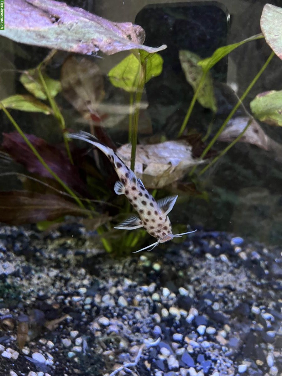 3 Leoparden Welse gratis abzugeben