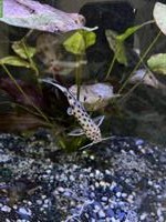 3 Leoparden Welse gratis abzugeben