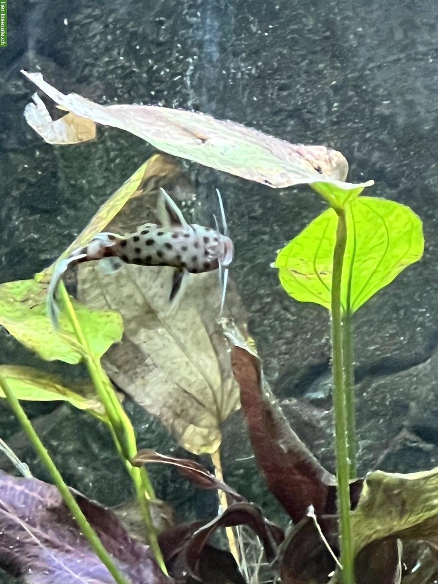 Bild 2: 3 Leoparden Welse gratis abzugeben