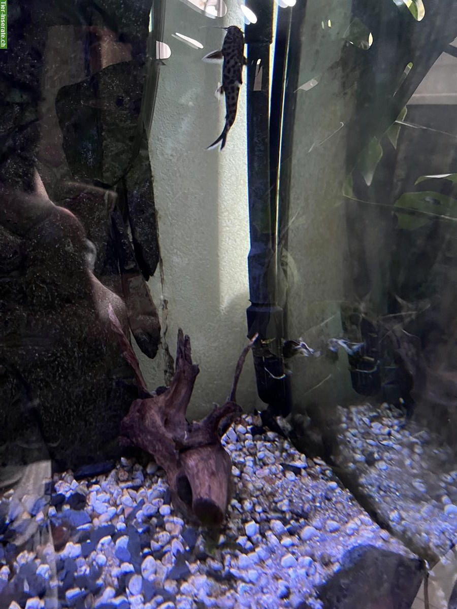 Bild 3: 3 Leoparden Welse gratis abzugeben