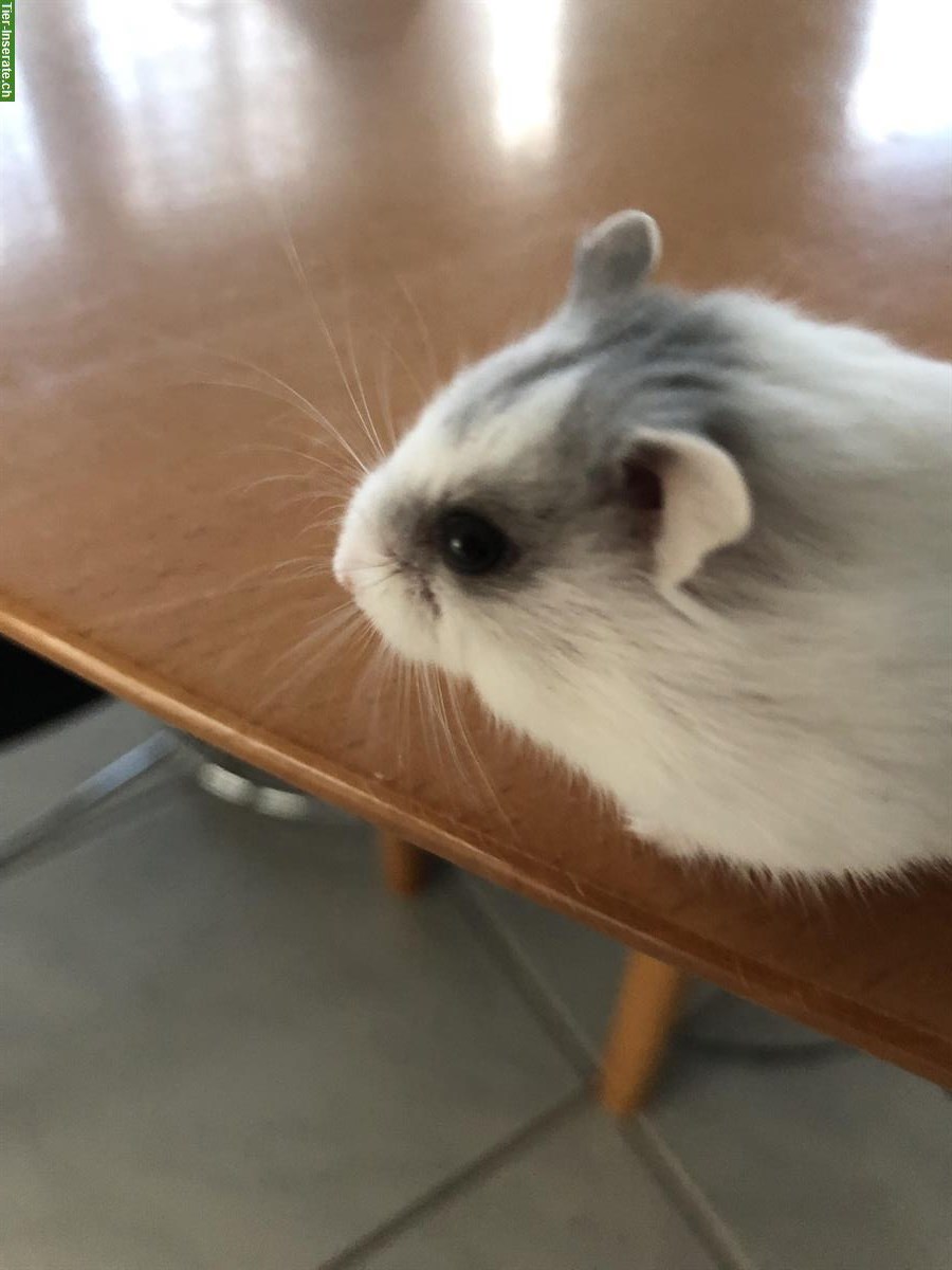 Junges Campbell Zwerghamster Weibchen