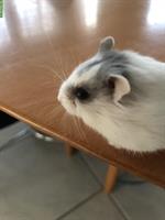 Junges Campbell Zwerghamster Weibchen