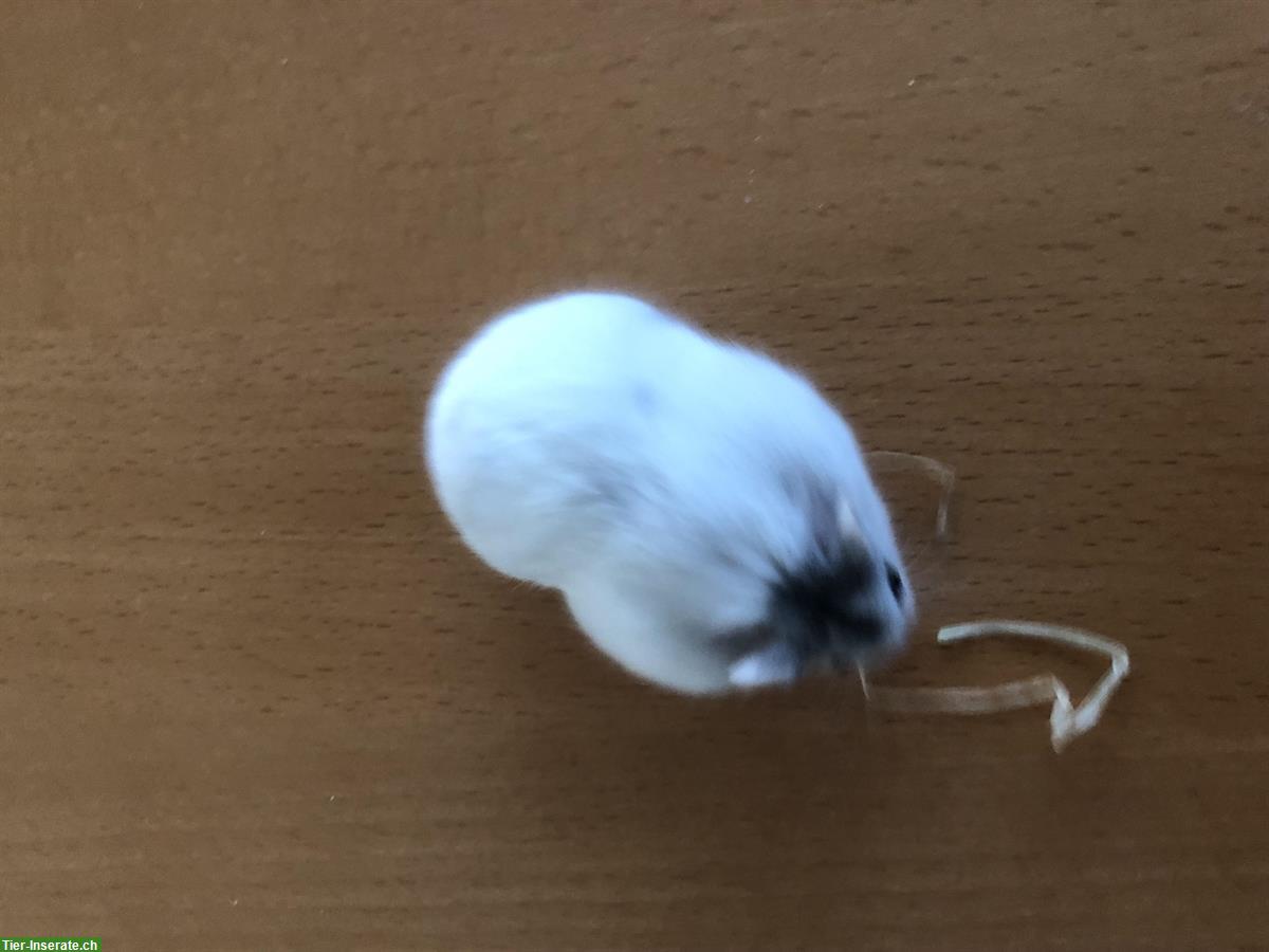 Bild 2: Junges Campbell Zwerghamster Weibchen