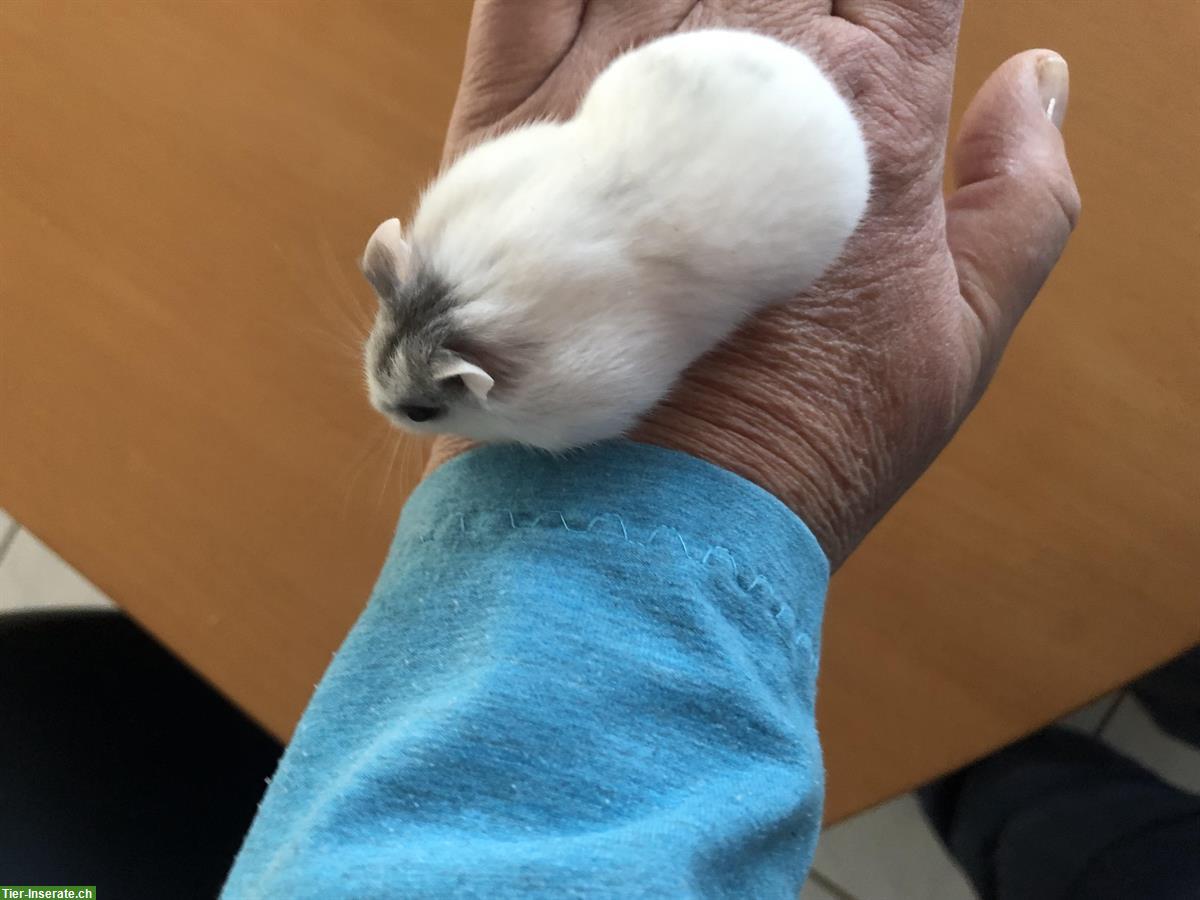 Bild 3: Junges Campbell Zwerghamster Weibchen