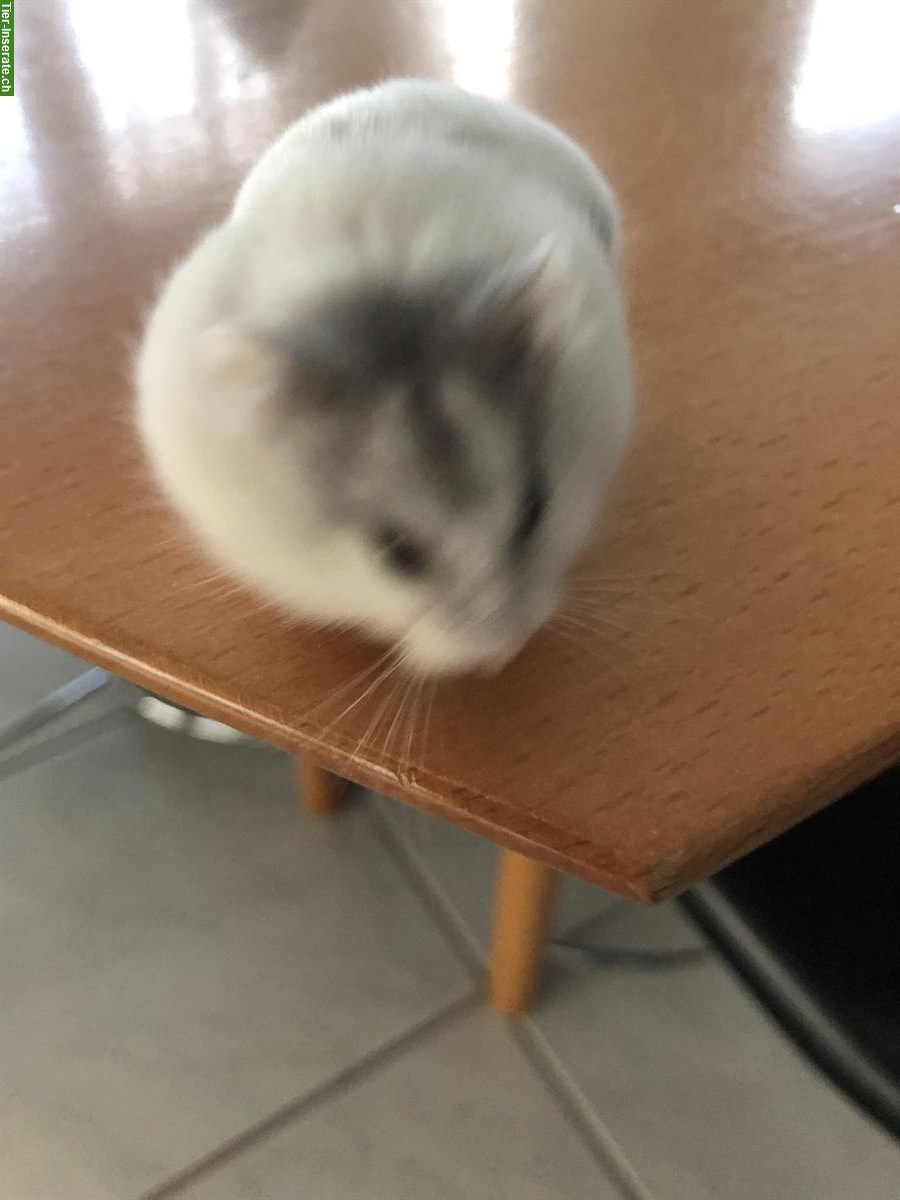 Bild 4: Junges Campbell Zwerghamster Weibchen