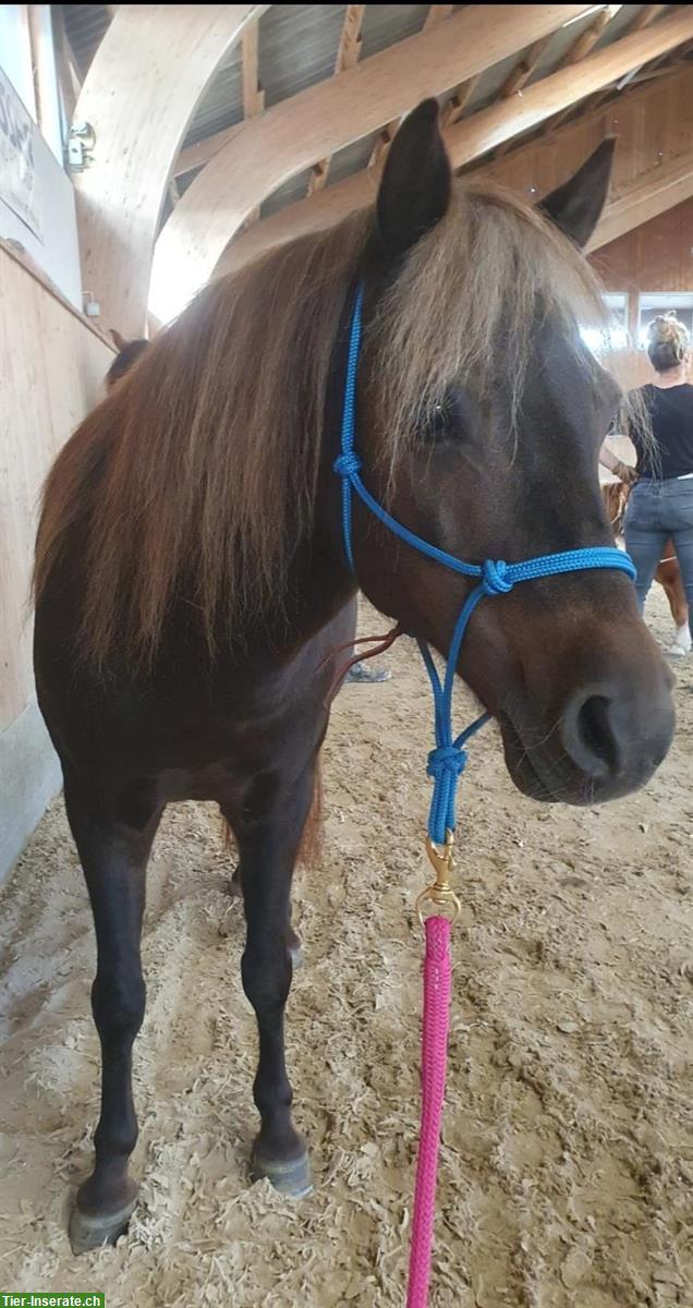 Deutsche Classic Ponystute (2009), eingetragen, kinderlieb