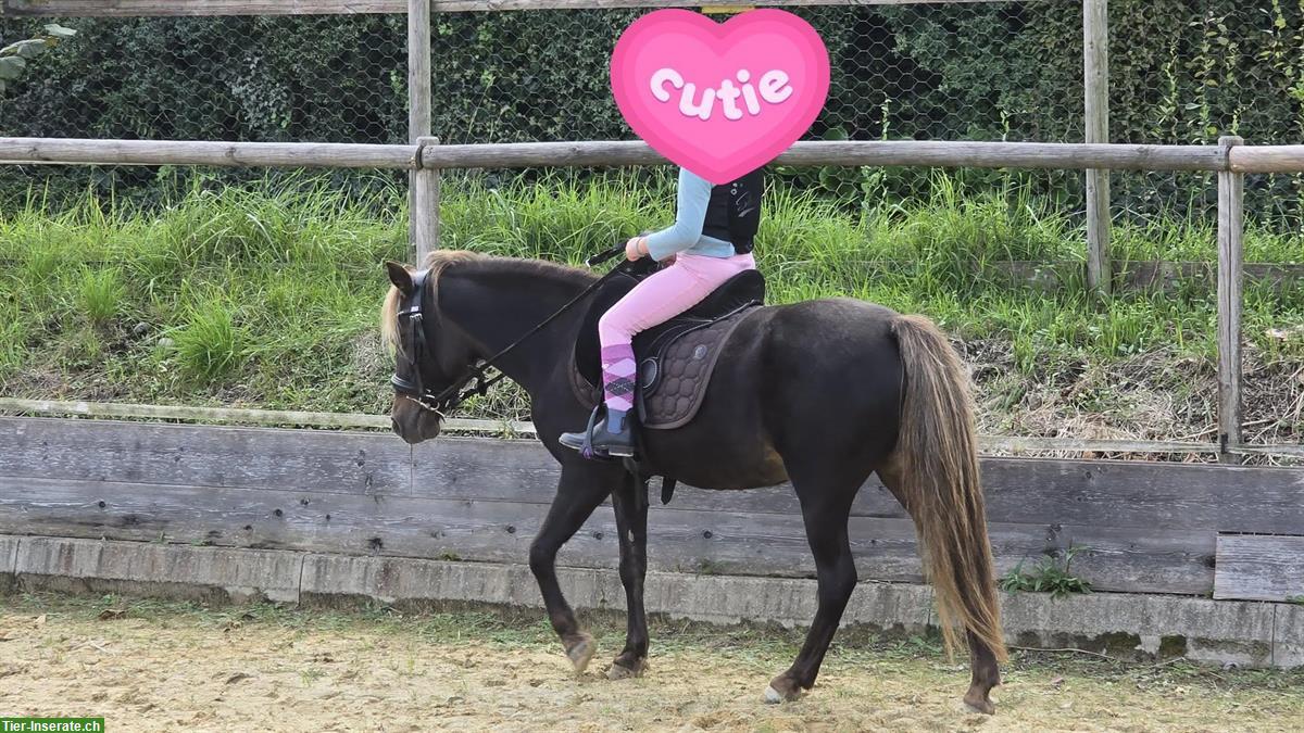 Bild 2: Deutsche Classic Ponystute (2009), eingetragen, kinderlieb