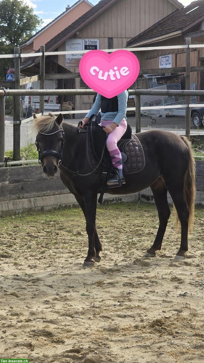 Bild 3: Deutsche Classic Ponystute (2009), eingetragen, kinderlieb