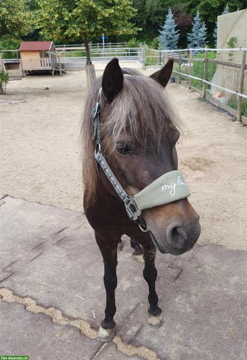 Bild 4: Deutsche Classic Ponystute (2009), eingetragen, kinderlieb