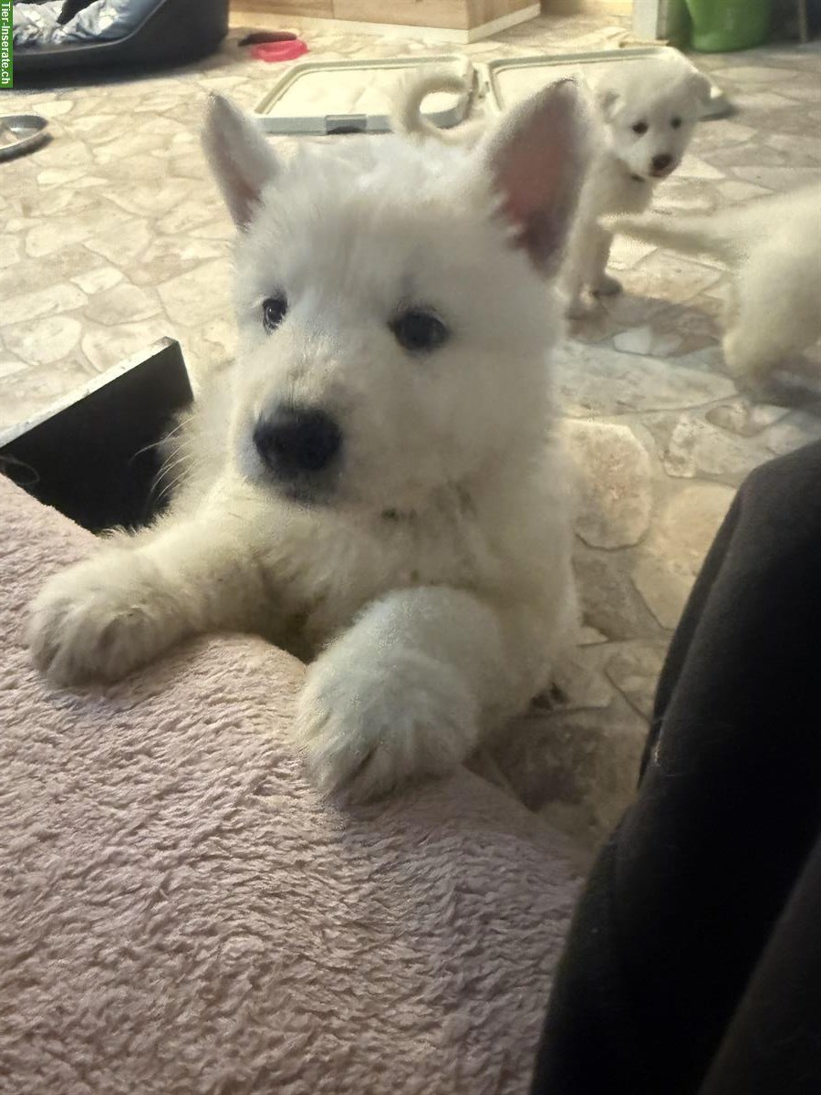 Weisse Schweizer Schäferhund Welpen aus Zucht