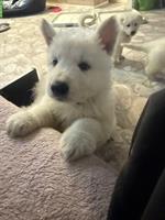 Weisse Schweizer Schäferhund Welpen aus Zucht