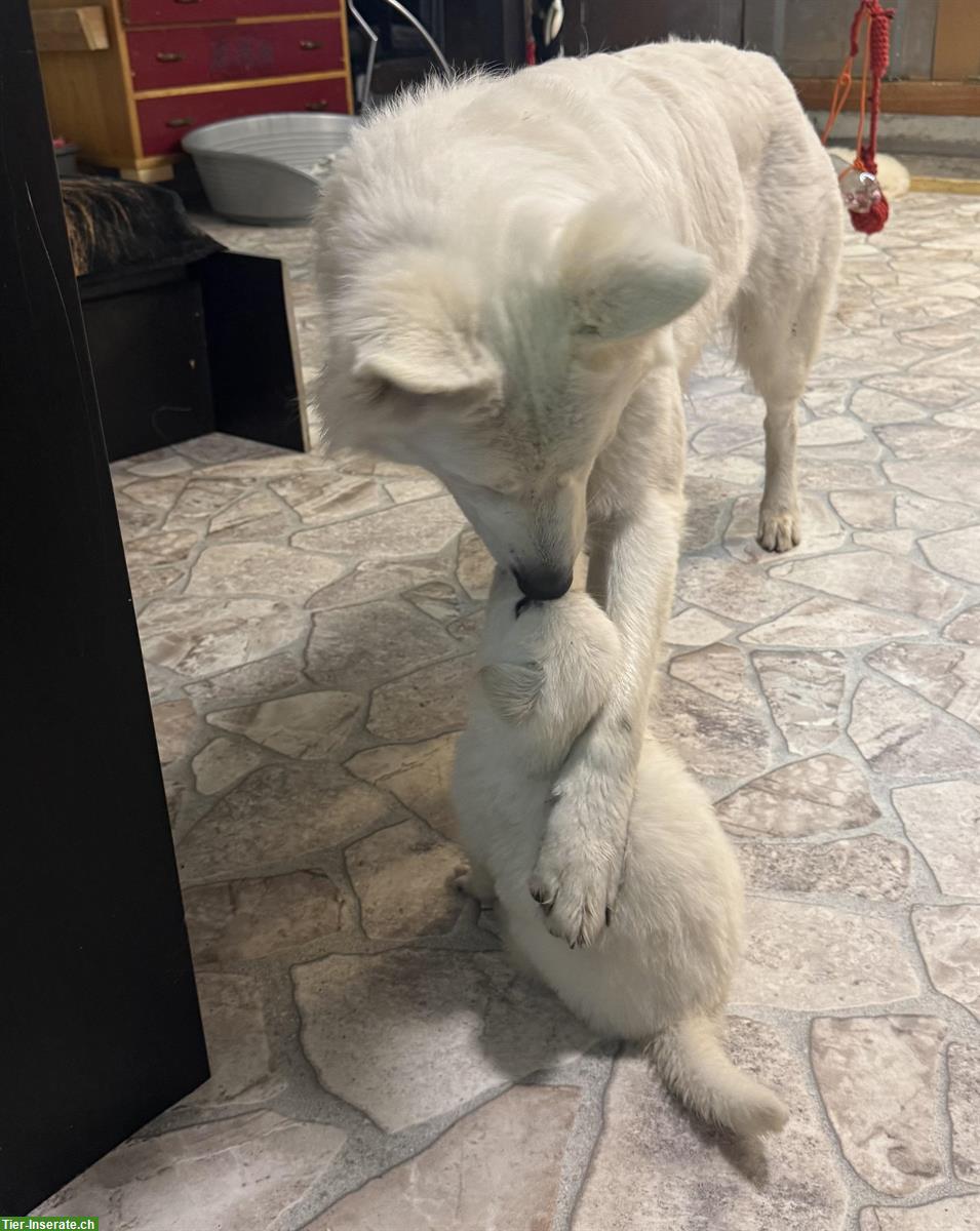 Bild 10: Weisse Schweizer Schäferhund Welpen aus Zucht
