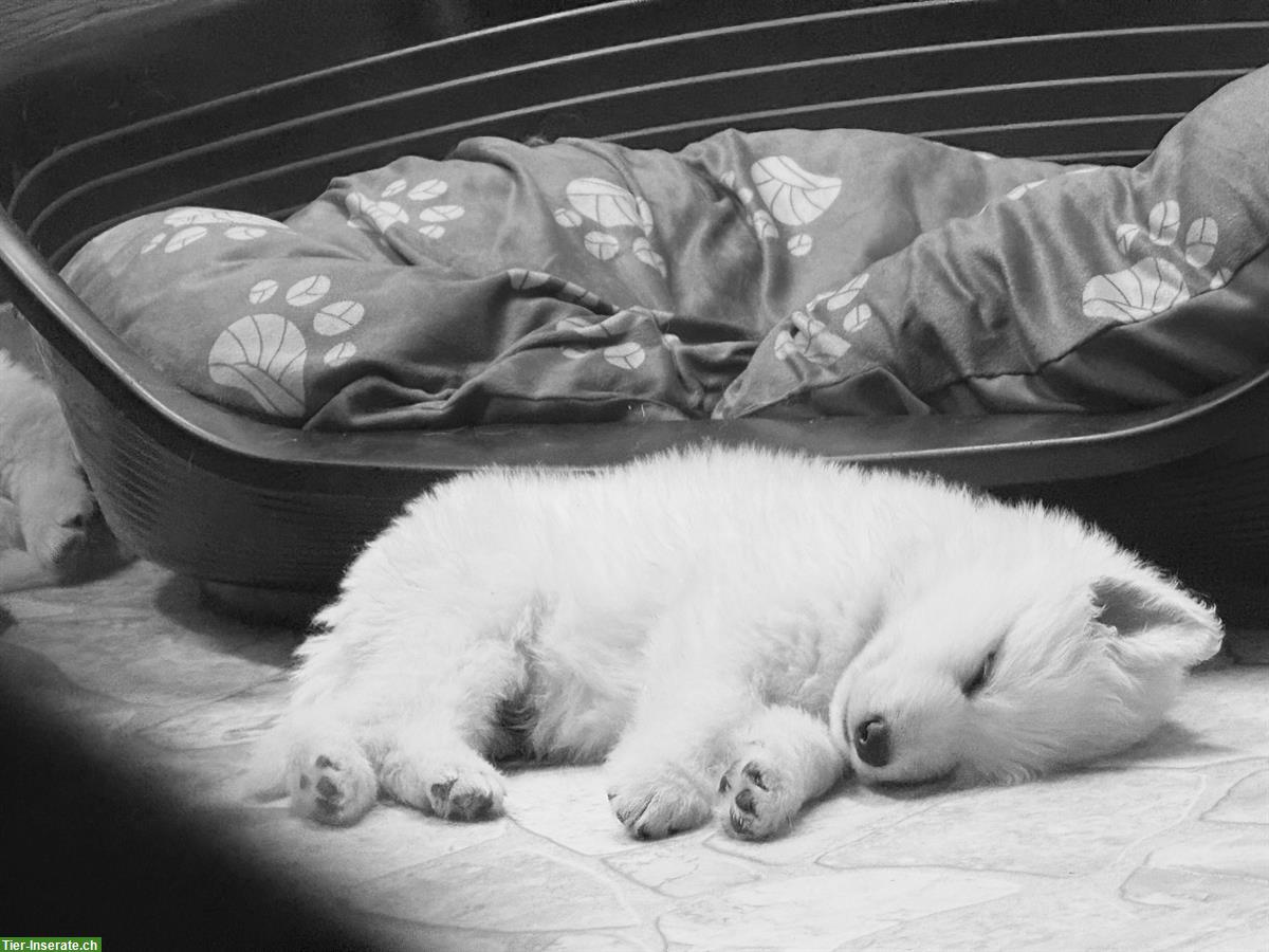 Bild 2: Weisse Schweizer Schäferhund Welpen aus Zucht