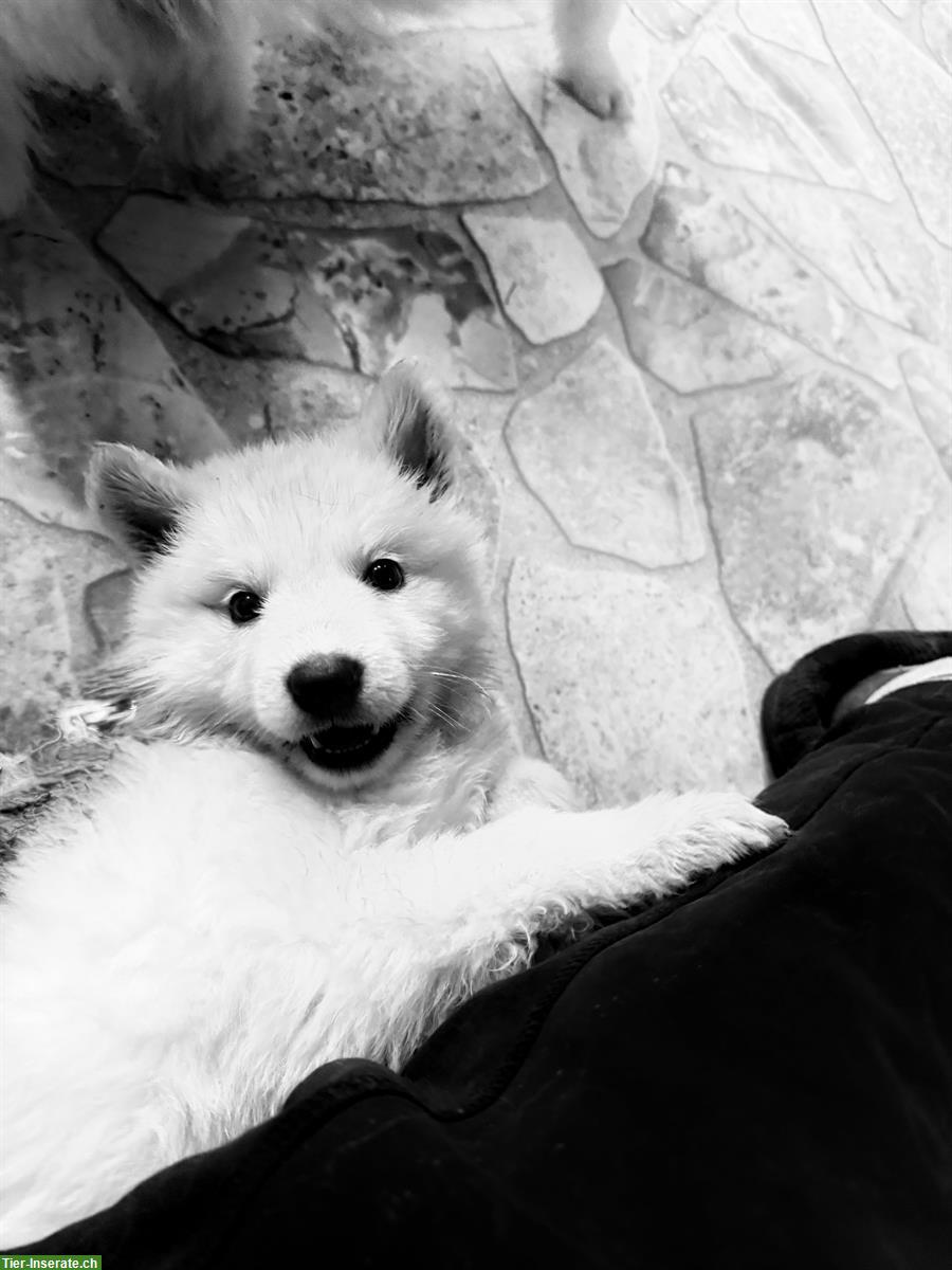 Bild 3: Weisse Schweizer Schäferhund Welpen aus Zucht