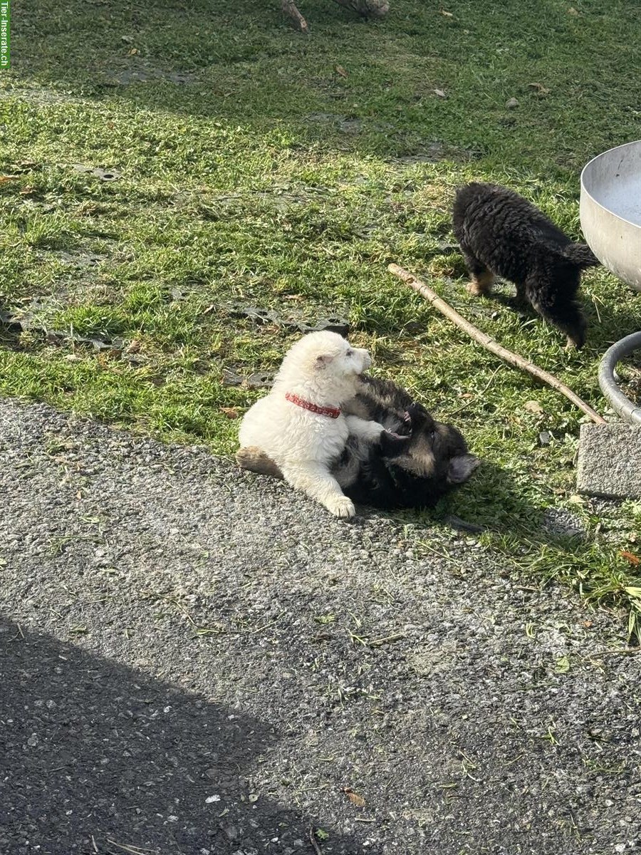 Bild 4: Weisse Schweizer Schäferhund Welpen aus Zucht
