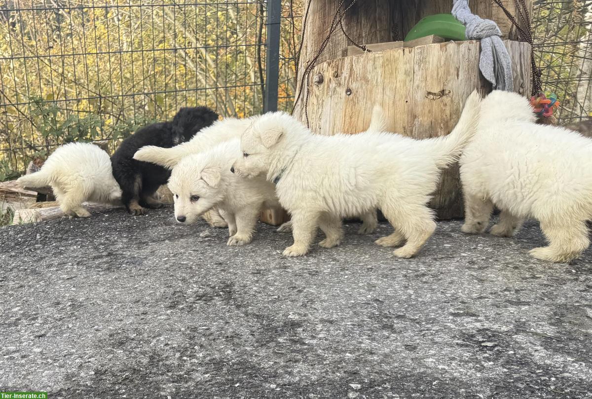 Bild 5: Weisse Schweizer Schäferhund Welpen aus Zucht