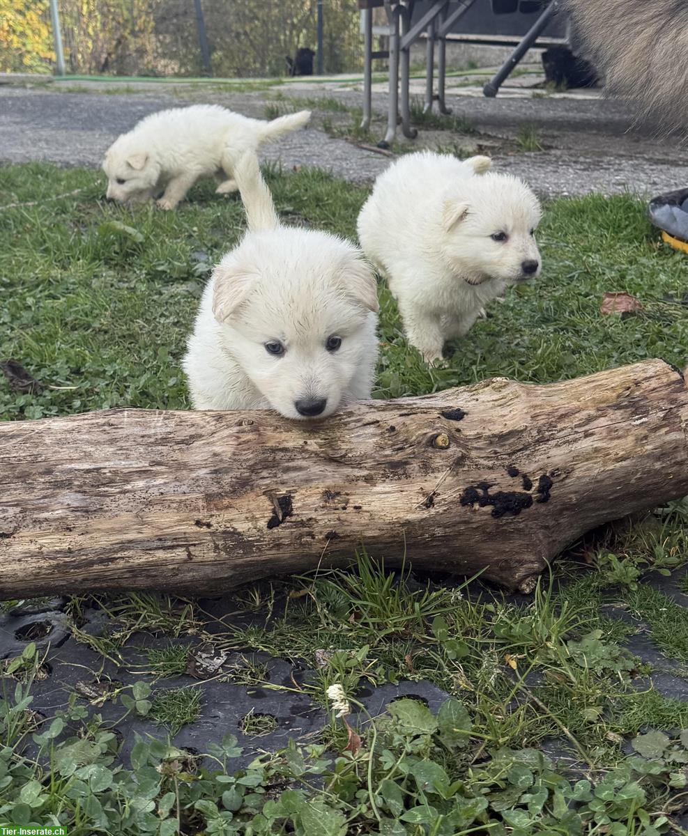 Bild 6: Weisse Schweizer Schäferhund Welpen aus Zucht