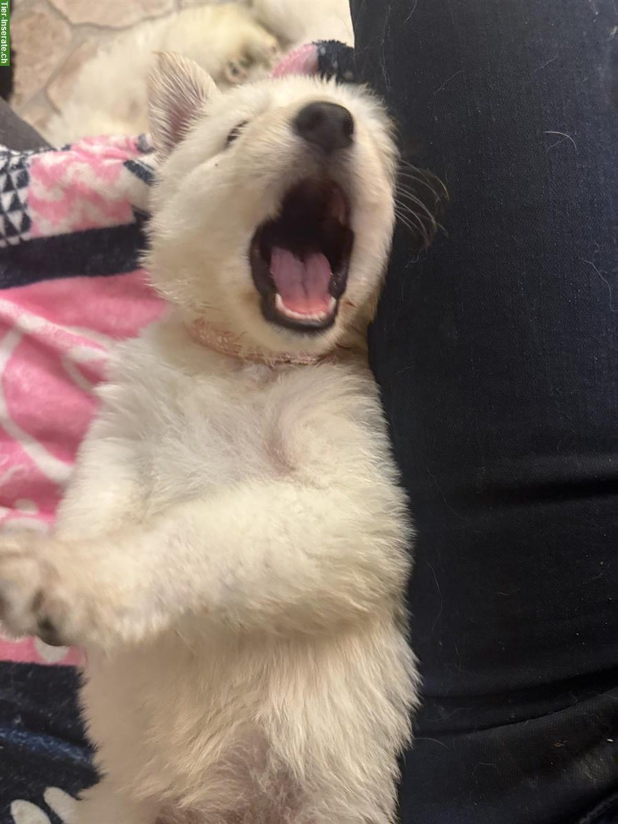 Bild 7: Weisse Schweizer Schäferhund Welpen aus Zucht