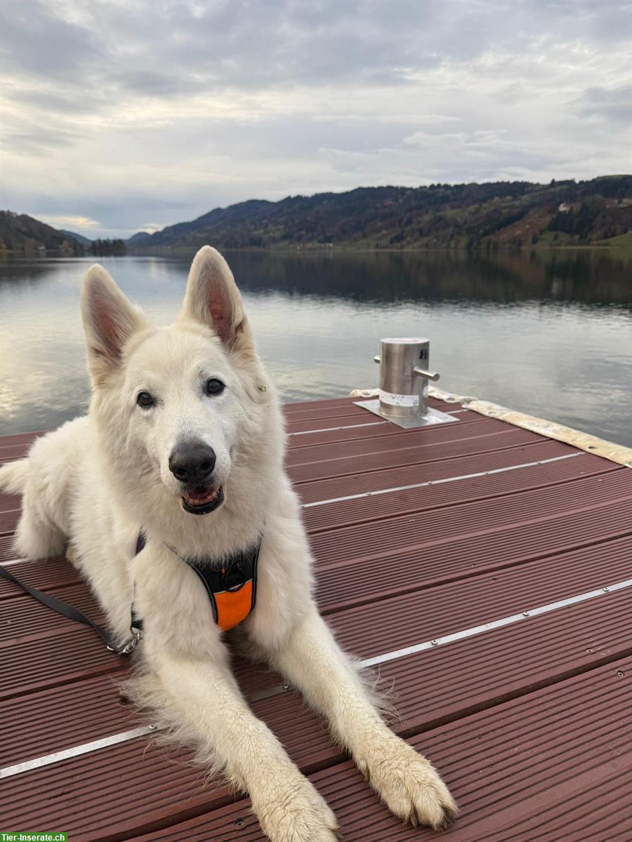 Bild 8: Weisse Schweizer Schäferhund Welpen aus Zucht
