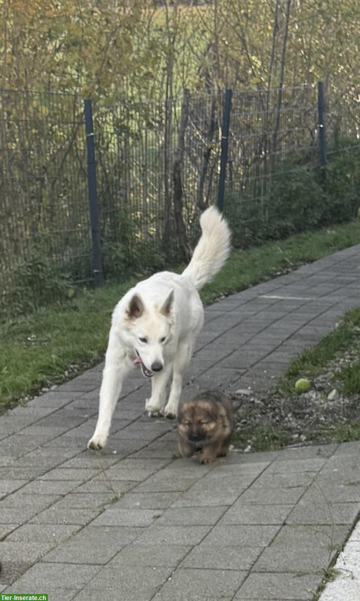 Bild 9: Weisse Schweizer Schäferhund Welpen aus Zucht