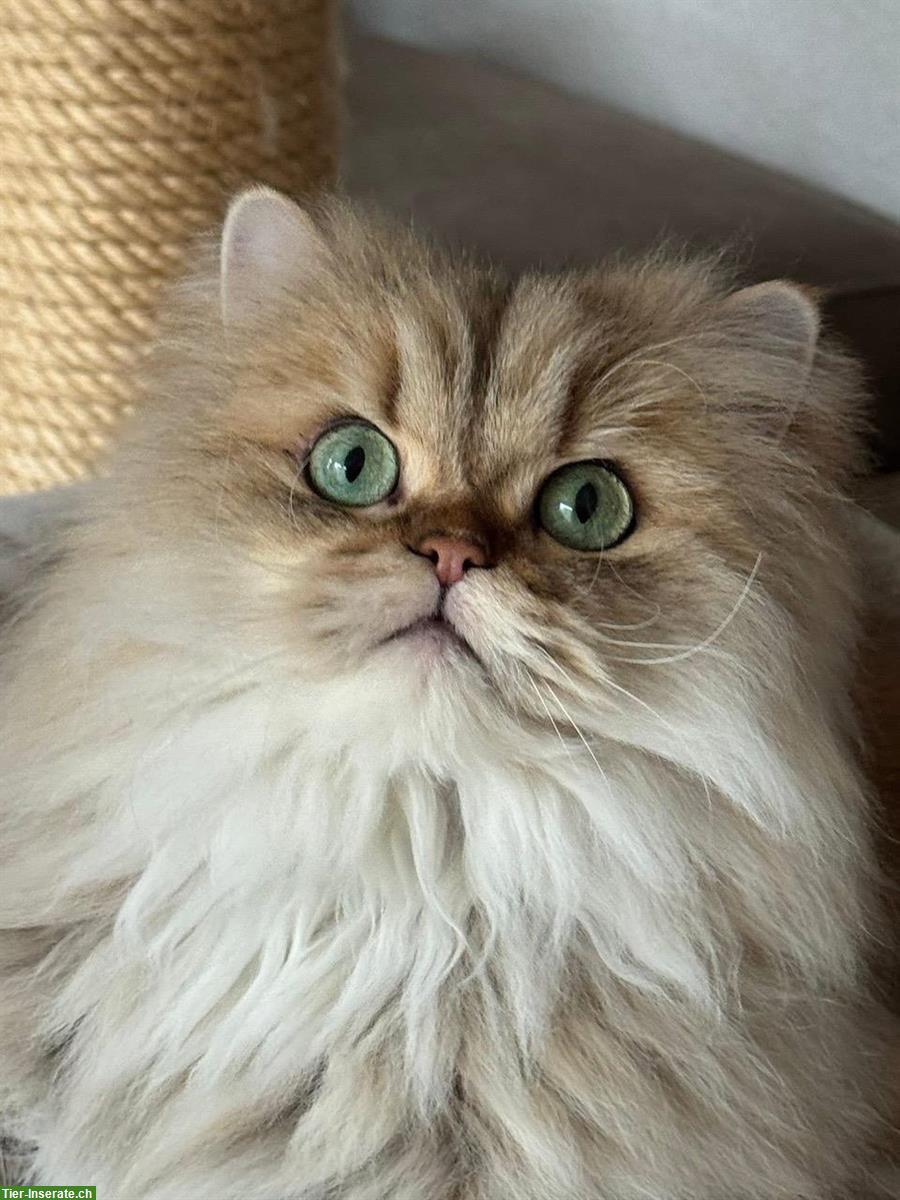 Golden Shaded Britisch Langhaar Kater, 4-jährig