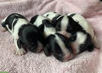 Tricolor Cavalier Welpen zu verkaufen