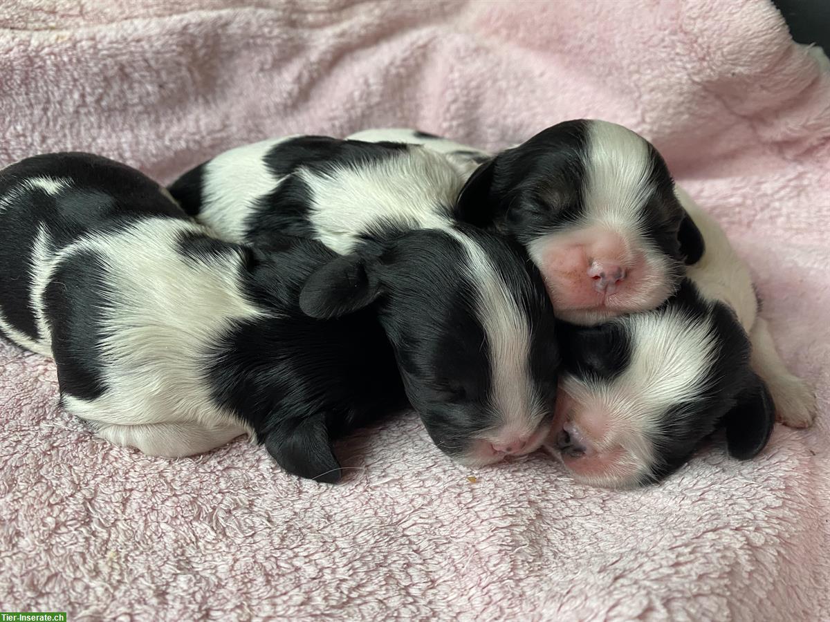Bild 3: Tricolor Cavalier Welpen zu verkaufen
