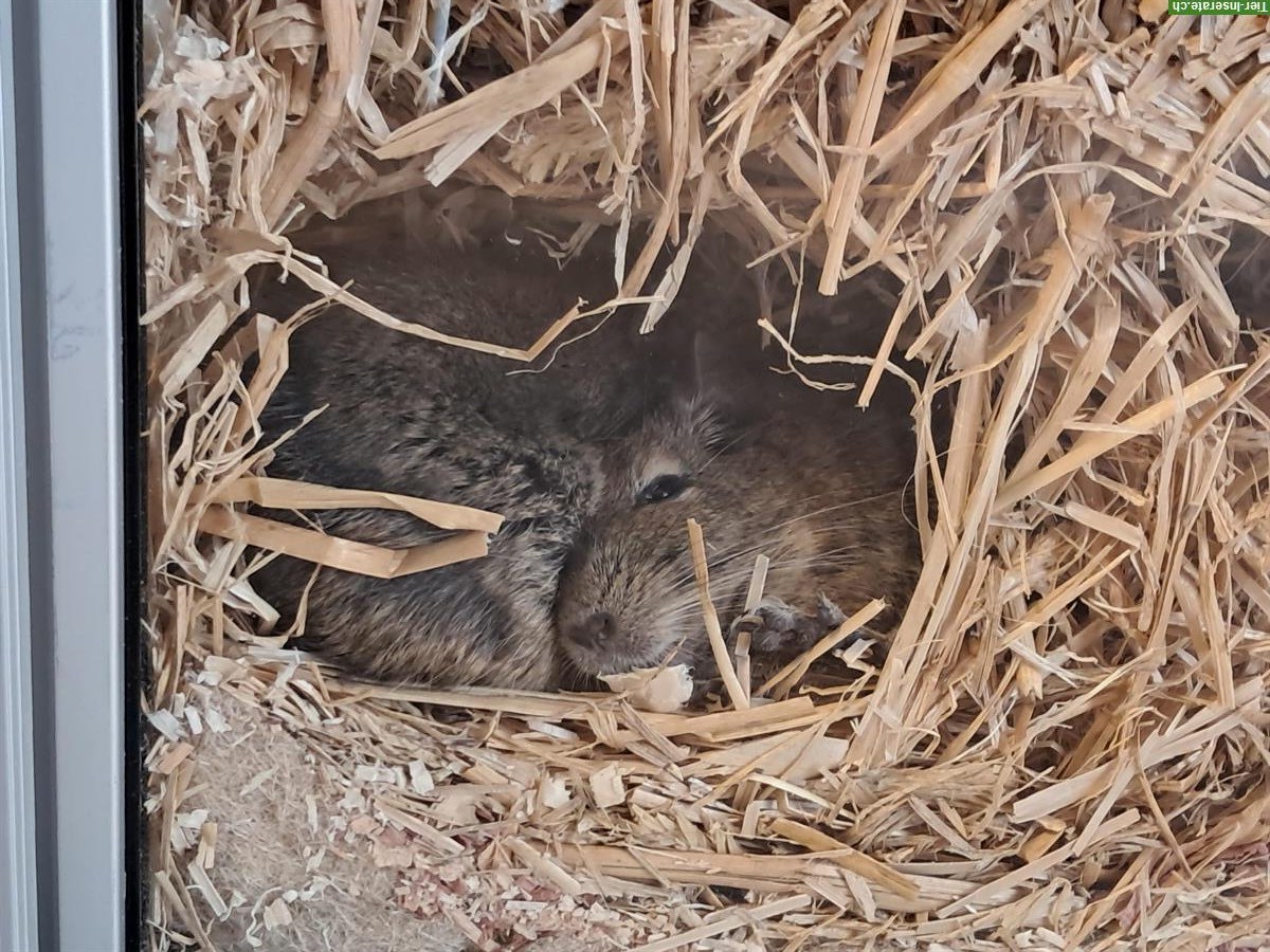 2 Degu Weibchen suchen neues Zuhause