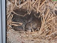 2 Degu Weibchen suchen neues Zuhause