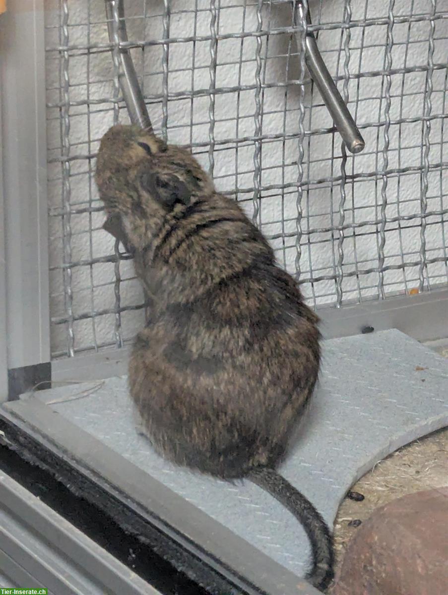 Bild 2: 2 Degu Weibchen suchen neues Zuhause