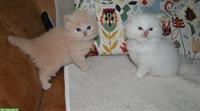 Britisch Langhaar, BLH Kitten mit Stammbaum
