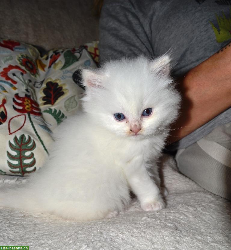 Bild 2: Britisch Langhaar, BLH Kitten mit Stammbaum