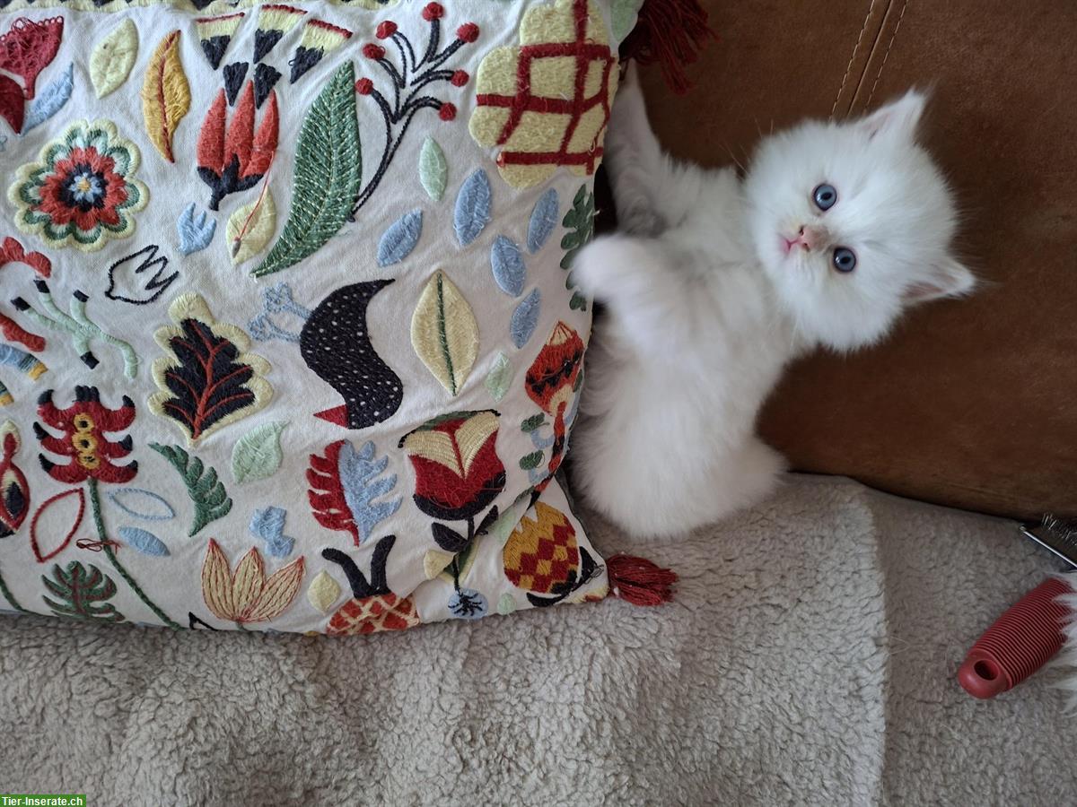 Bild 3: Britisch Langhaar, BLH Kitten mit Stammbaum