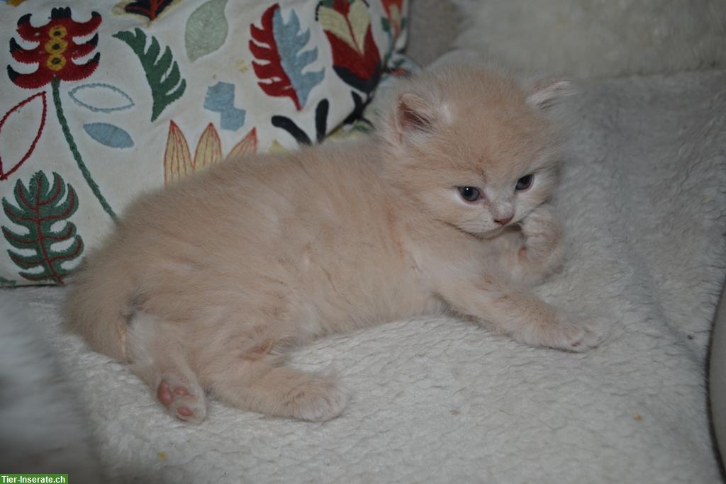 Bild 4: Britisch Langhaar, BLH Kitten mit Stammbaum
