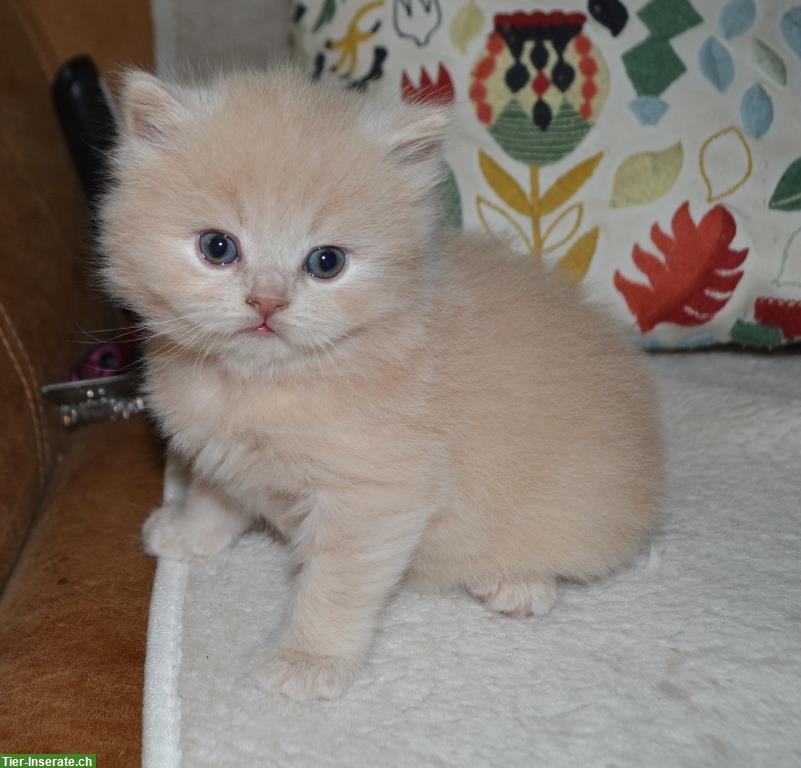 Bild 5: Britisch Langhaar, BLH Kitten mit Stammbaum