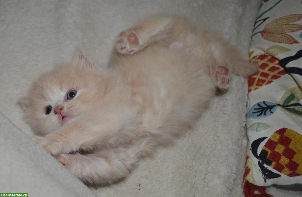 Bild 6: Britisch Langhaar, BLH Kitten mit Stammbaum