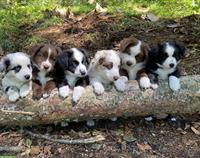 Mini Aussie Welpen aus kleiner Liebhaberzucht