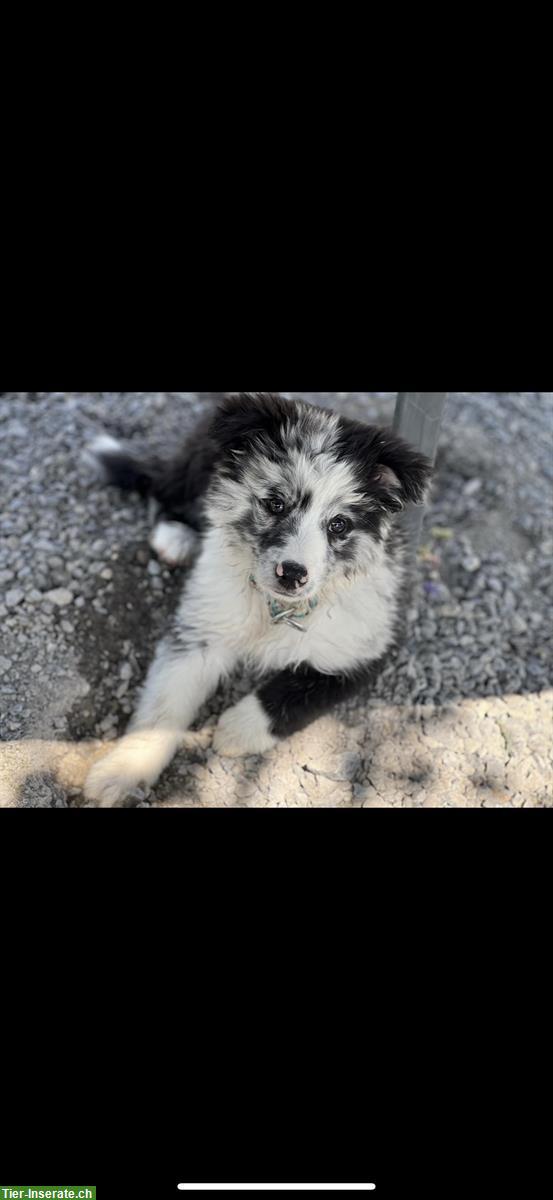 Bild 2: Mini Aussie Welpen aus kleiner Liebhaberzucht