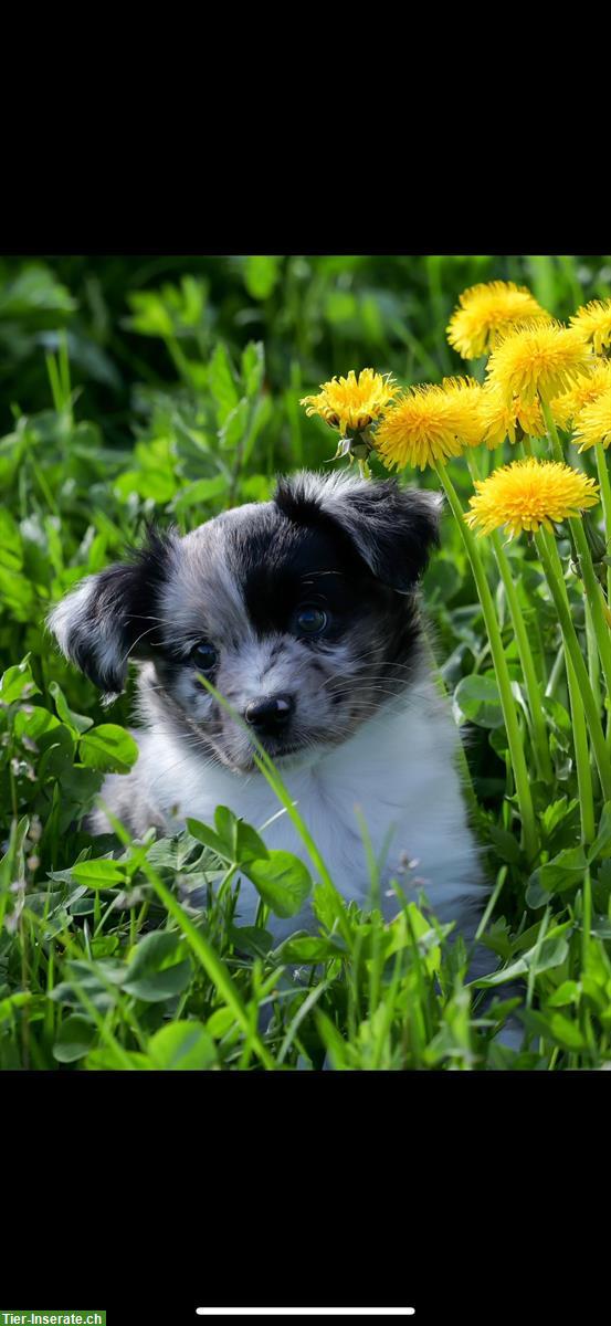 Bild 3: Mini Aussie Welpen aus kleiner Liebhaberzucht