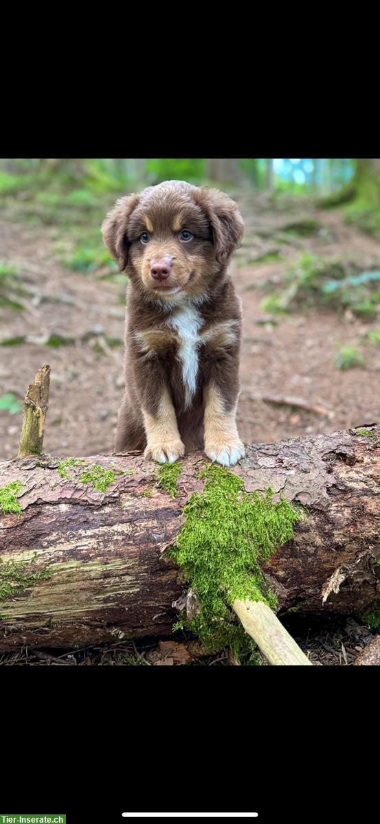 Bild 4: Mini Aussie Welpen aus kleiner Liebhaberzucht