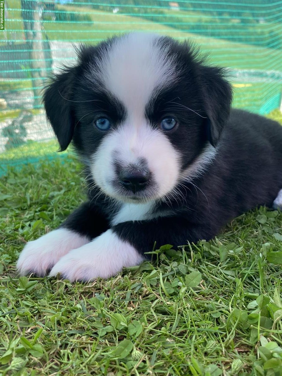 Bild 5: Mini Aussie Welpen aus kleiner Liebhaberzucht