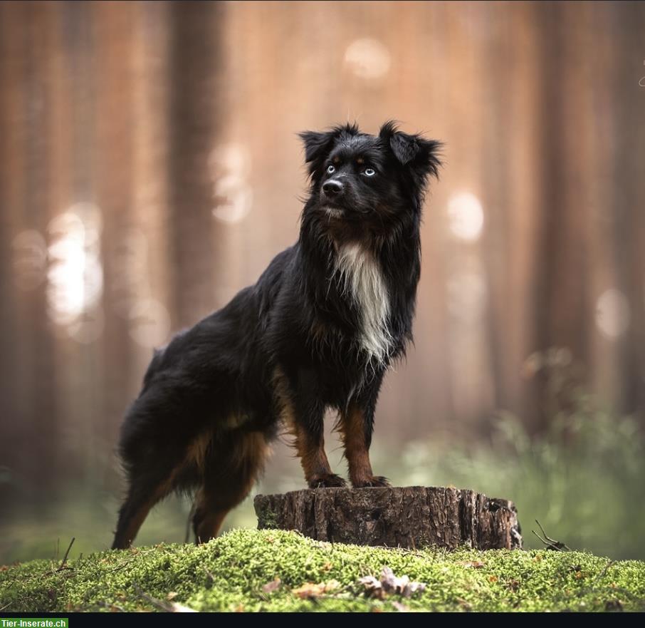 Bild 6: Mini Aussie Welpen aus kleiner Liebhaberzucht