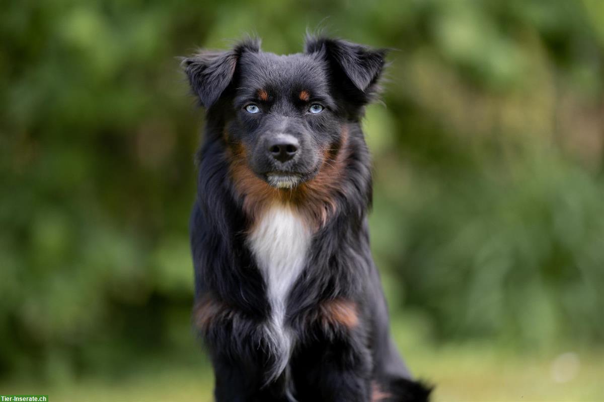 Bild 7: Mini Aussie Welpen aus kleiner Liebhaberzucht