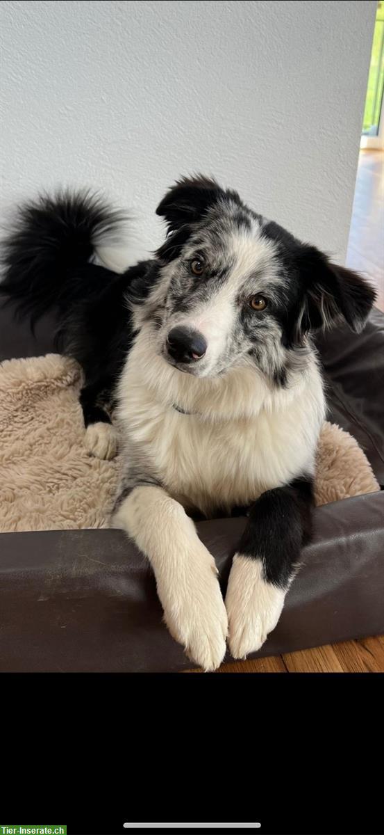 Bild 8: Mini Aussie Welpen aus kleiner Liebhaberzucht