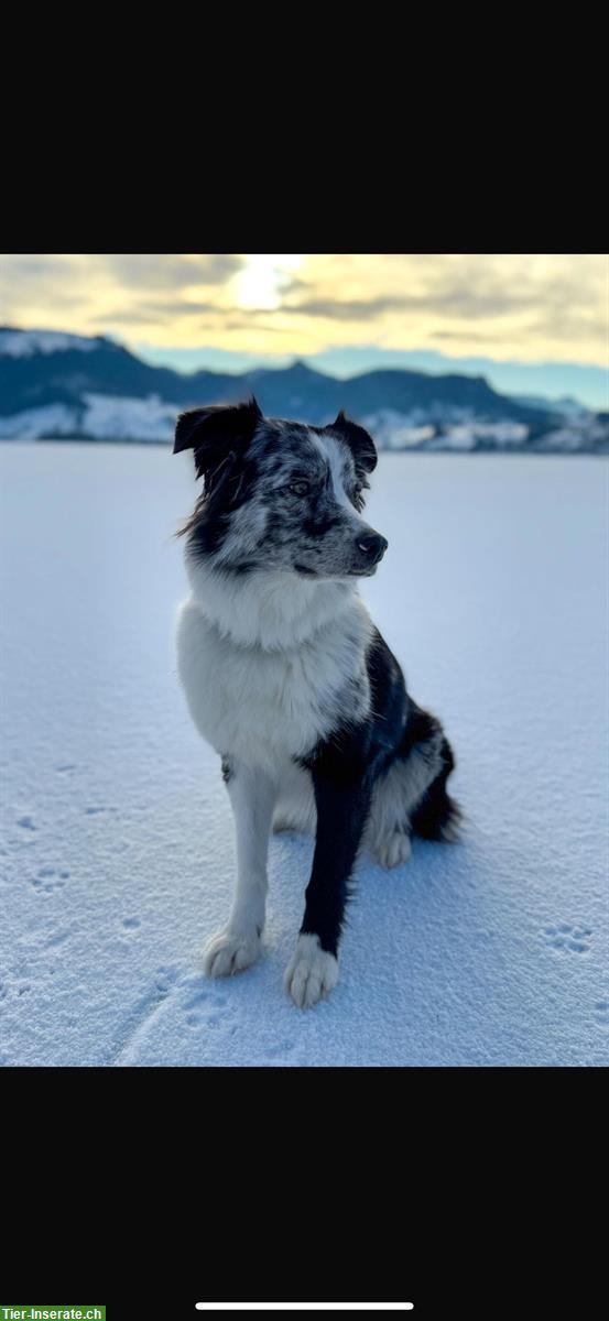 Bild 9: Mini Aussie Welpen aus kleiner Liebhaberzucht