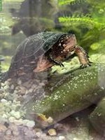 Tropfenschildkröte (Clemmys guttata) zu verkaufen