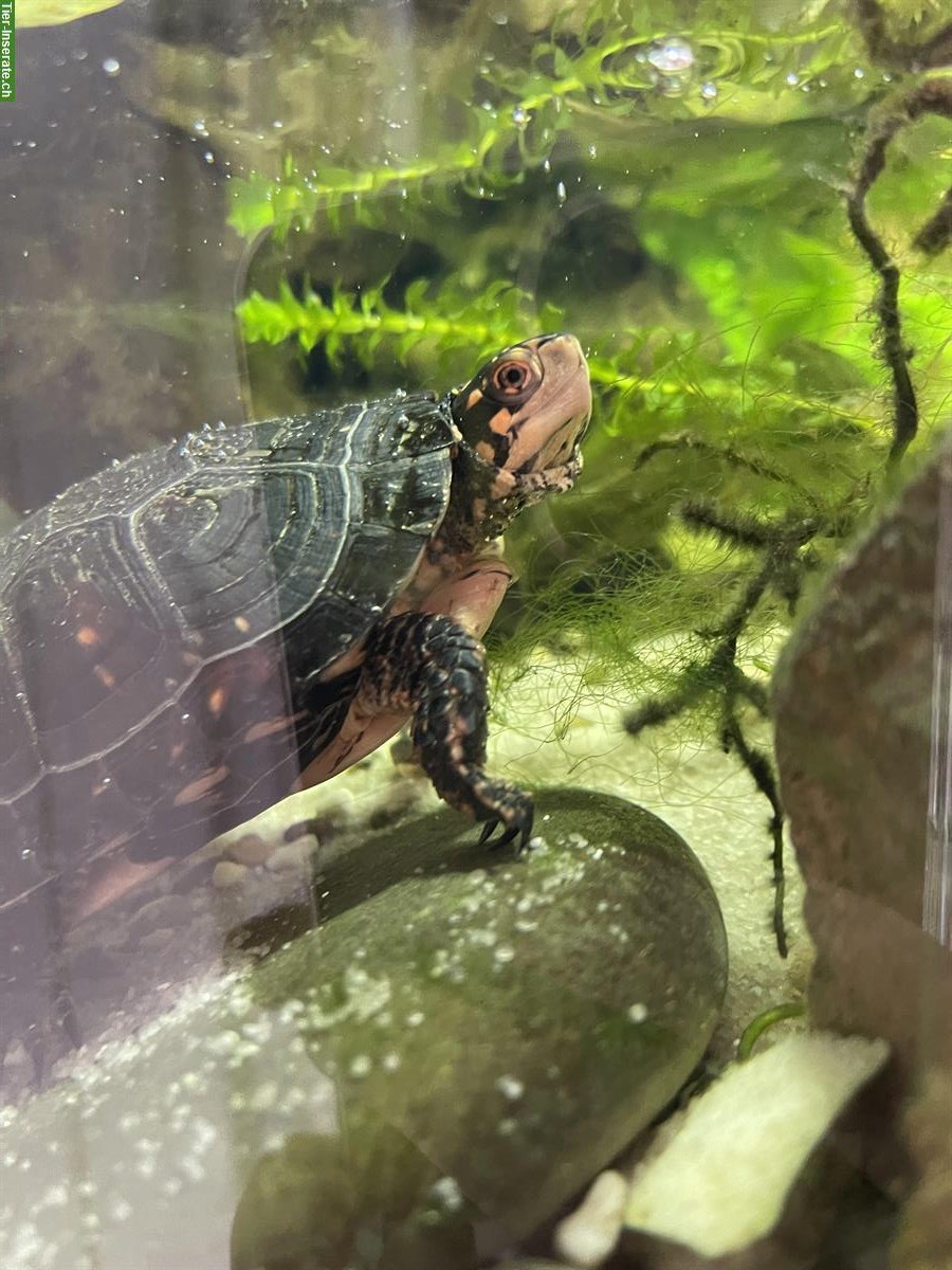 Bild 2: Tropfenschildkröte (Clemmys guttata) zu verkaufen