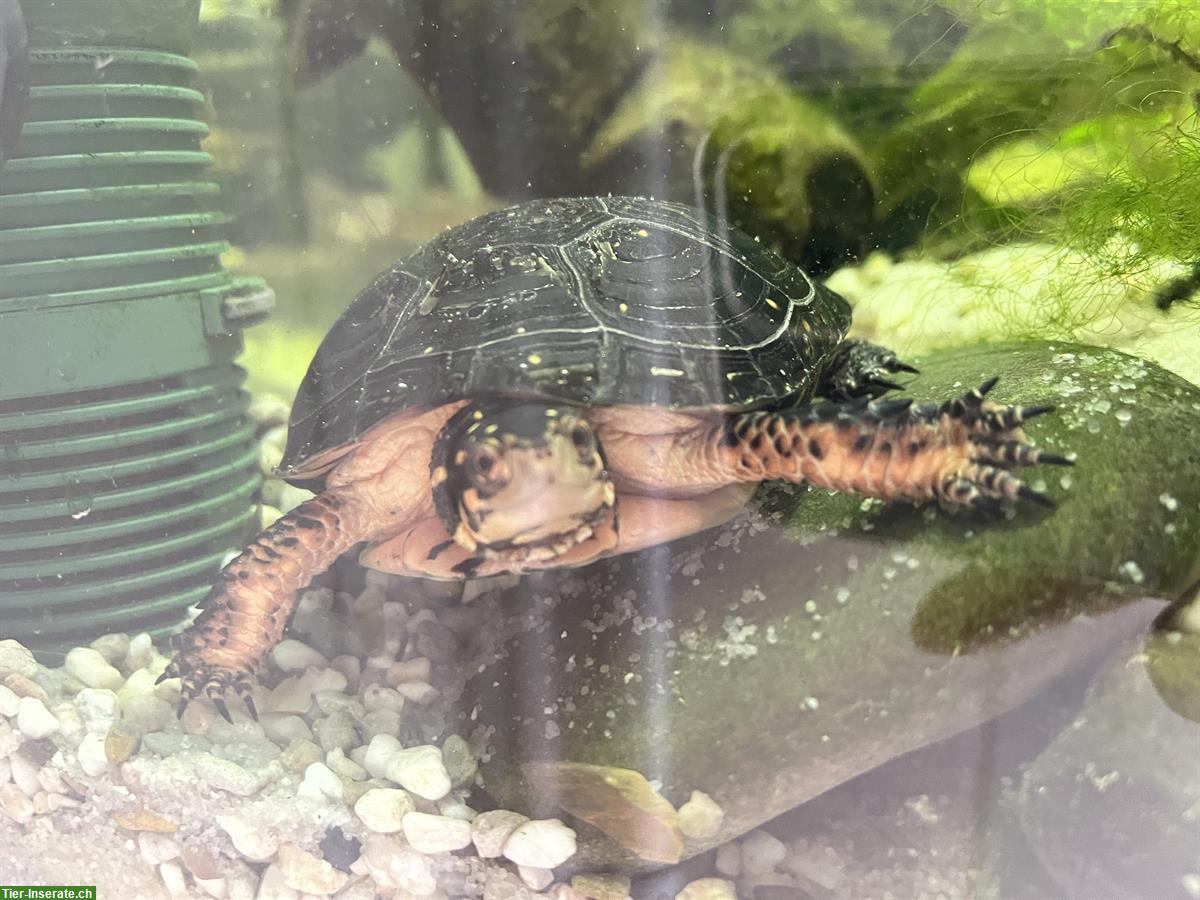 Bild 3: Tropfenschildkröte (Clemmys guttata) zu verkaufen